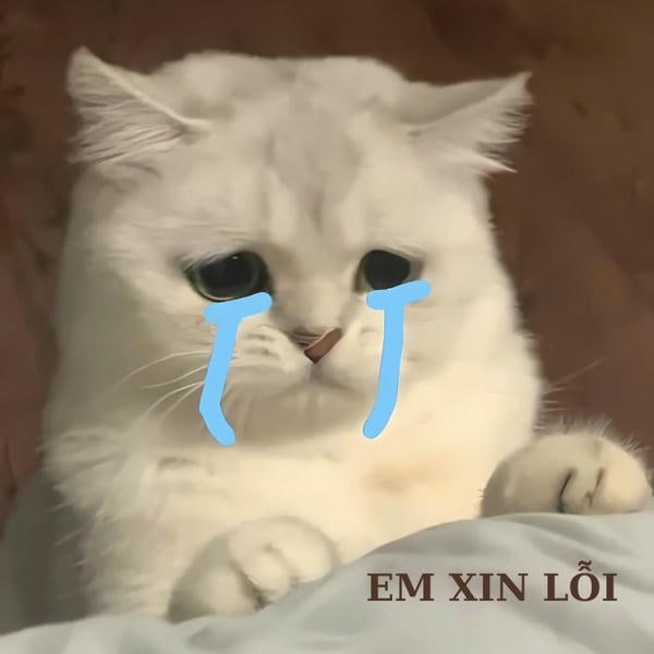 ảnh meme mèo khóc hài nhất