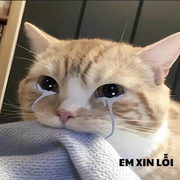 ảnh meme mèo khóc siêu buồn