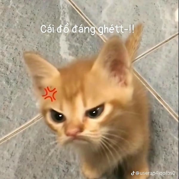 ảnh meme mèo khóc siêu hài