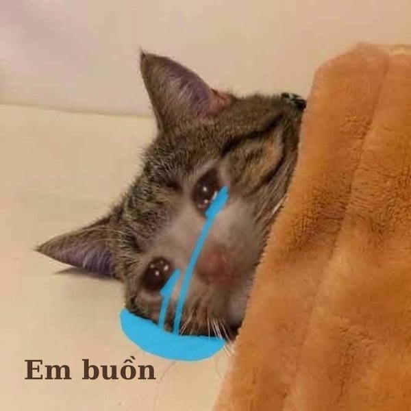 ảnh meme mèo khóc siêu yêu