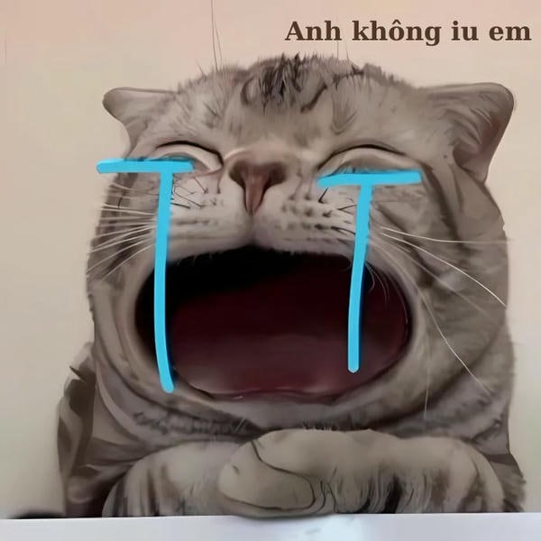 ảnh meme mèo khóc yêu nhất