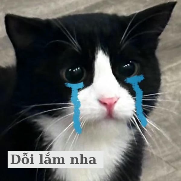 ảnh meme mèo khóc