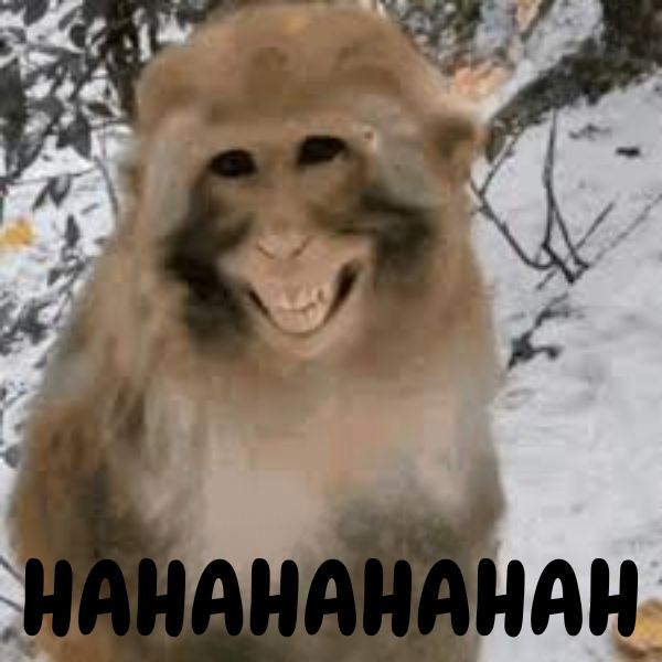 hình ảnh meme haha bựa