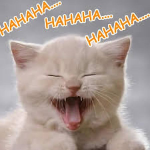 hình ảnh meme haha troll
