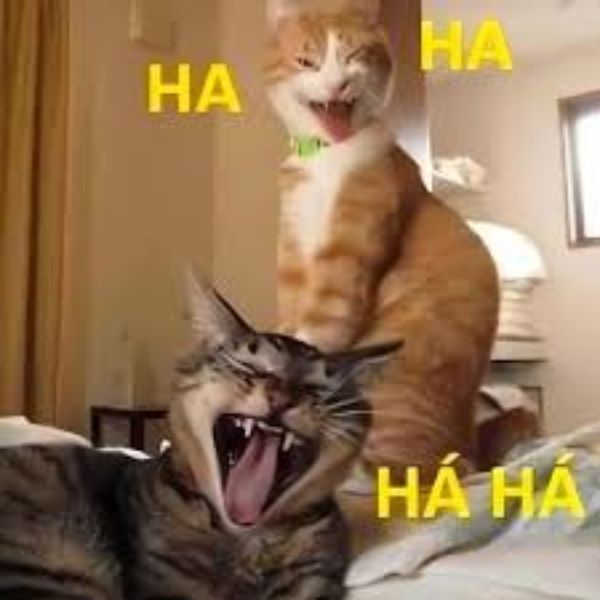 hình ảnh meme haha