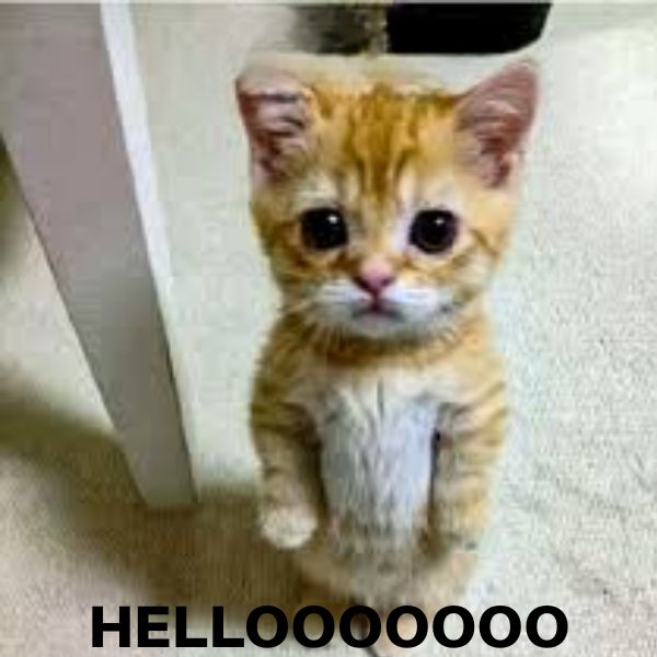 hình ảnh meme hello bựa
