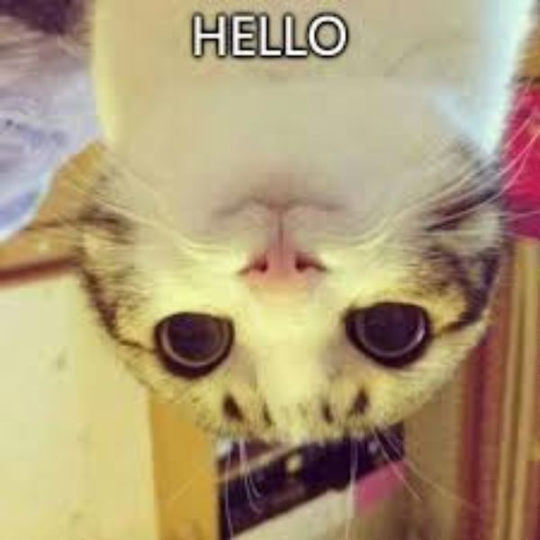 hình ảnh meme hello troll team