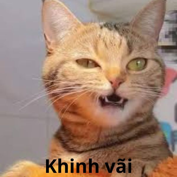 hình ảnh meme khinh bỉ chế