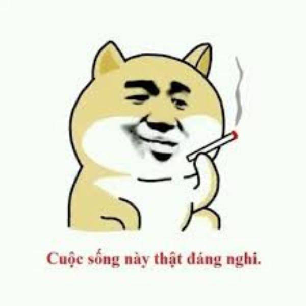 hình ảnh meme khinh bỉ hài