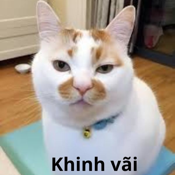 hình ảnh meme khinh bỉ troll