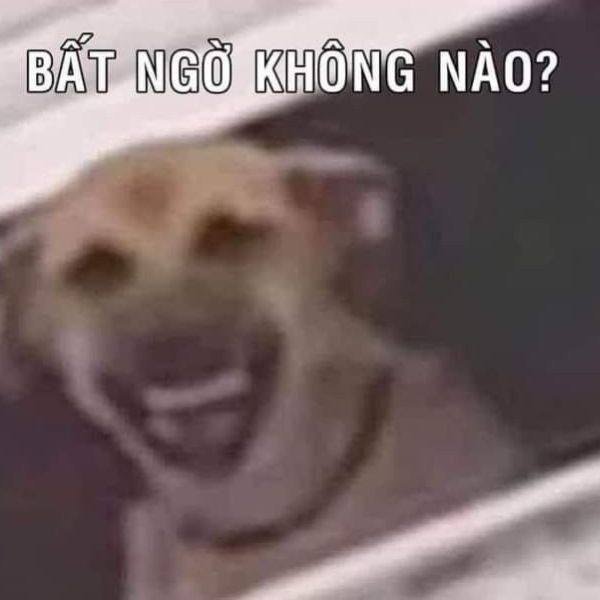 meme bất ngờ chó