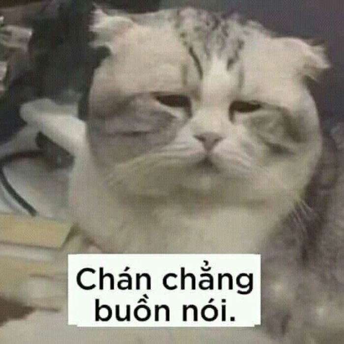 meme buồn mèo cute