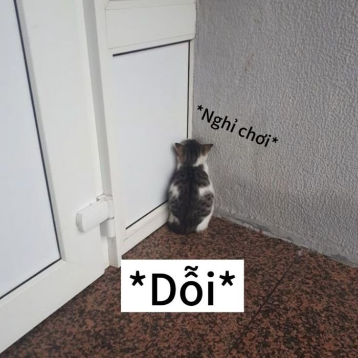 meme buồn mèo