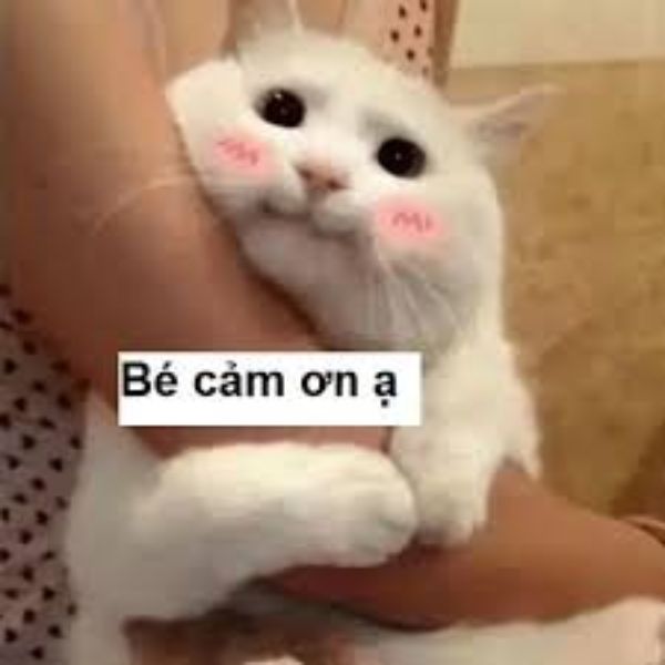 meme cảm ơn ạ