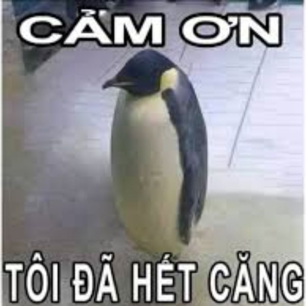 meme cảm ơn căng