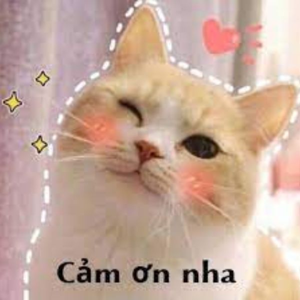 meme cảm ơn cute