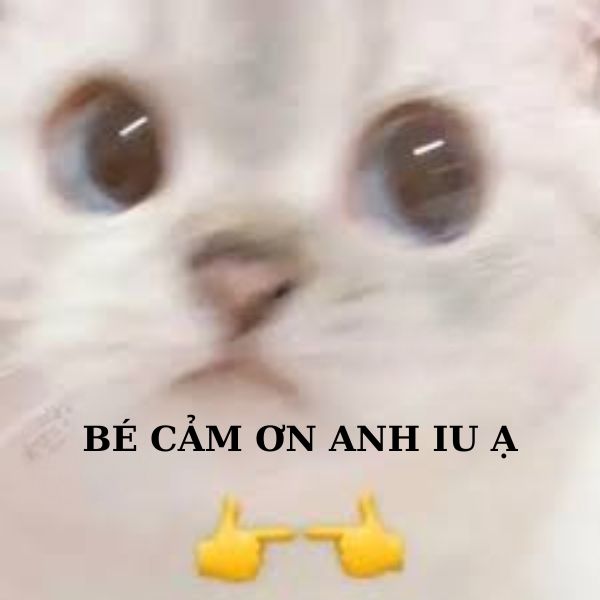 meme cảm ơn mèo