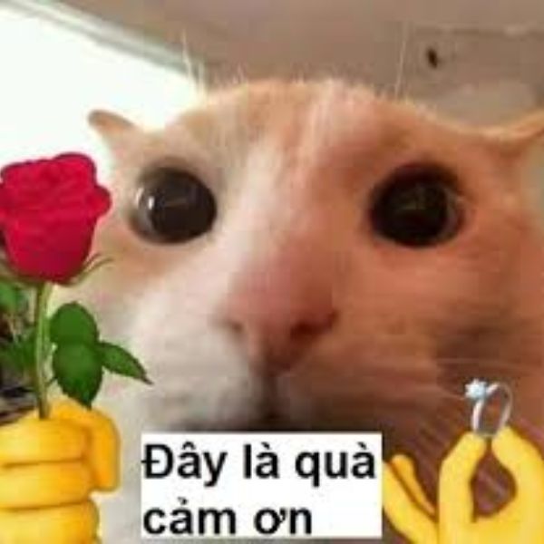 meme cảm ơn món quà