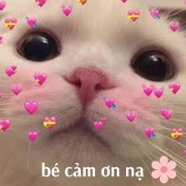 meme cảm ơn nạ