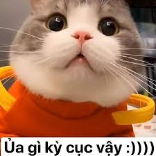 meme chê kỳ