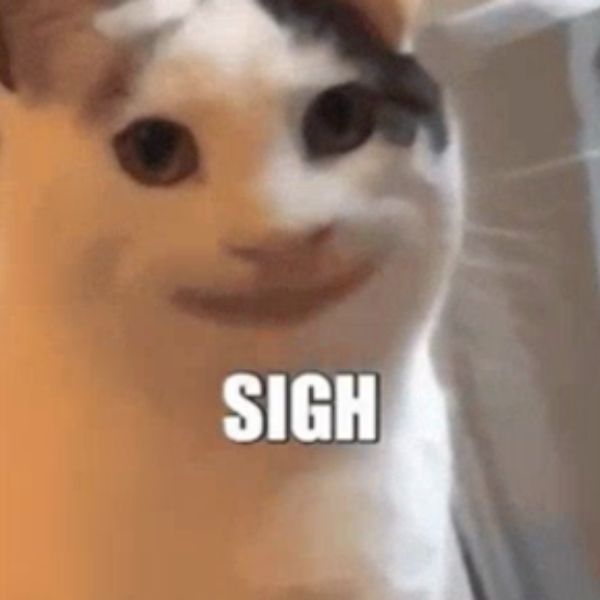 meme chê mèo đơ