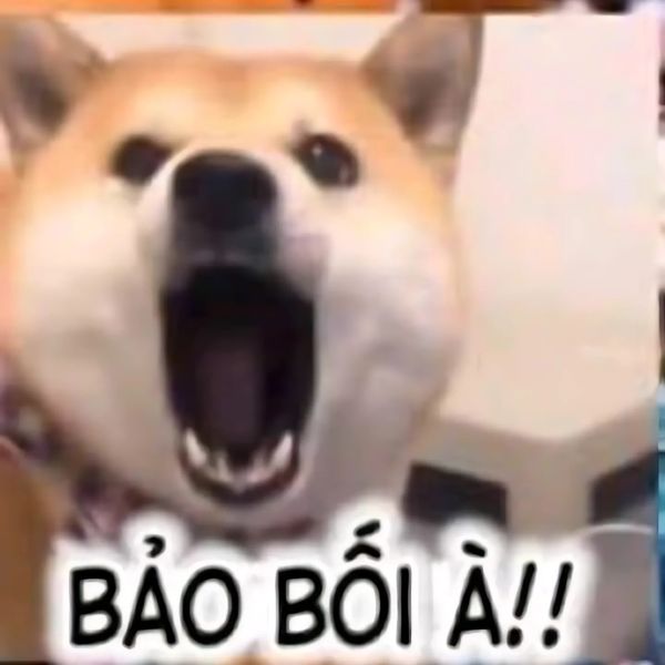 meme chó bbi
