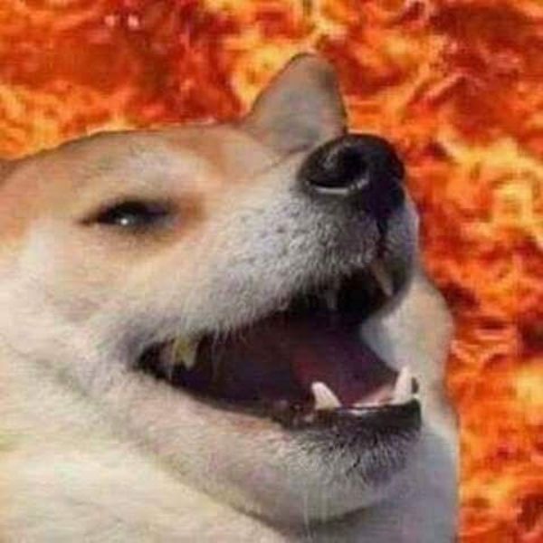 meme chó tức giận
