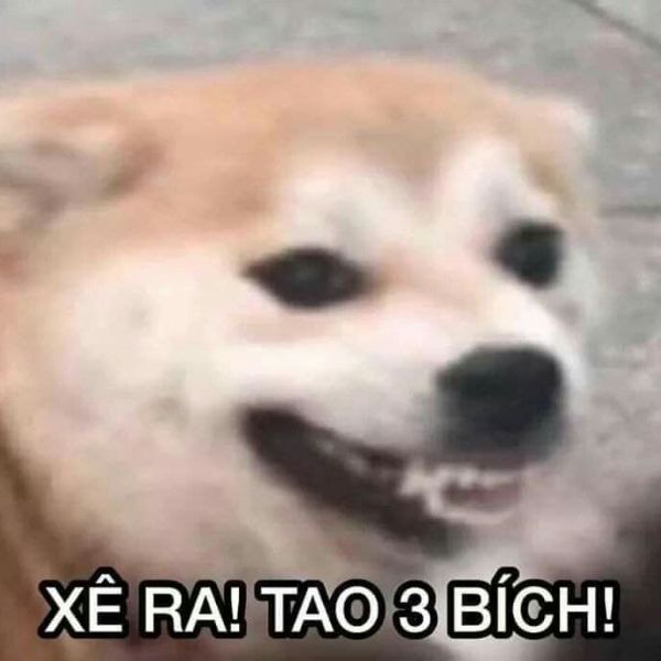 meme chó