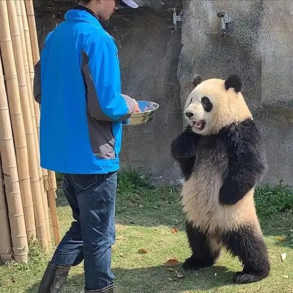 meme chống nạnh gấu