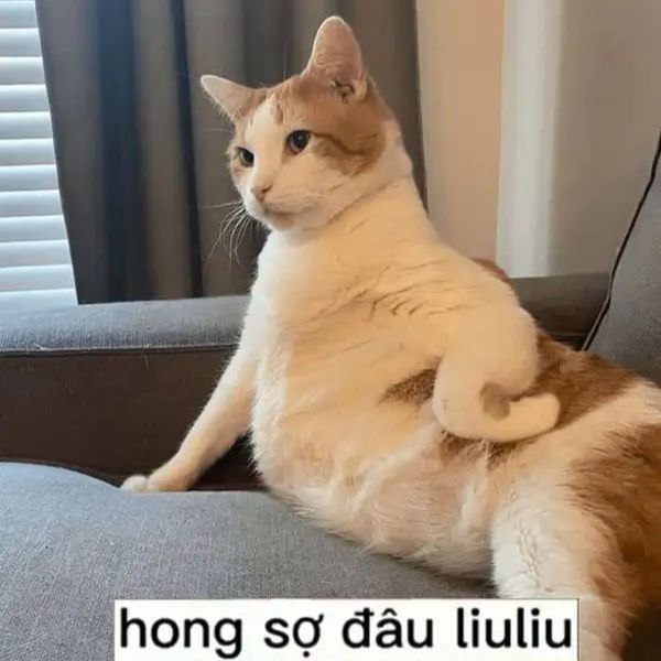meme chống nạnh hông sợ