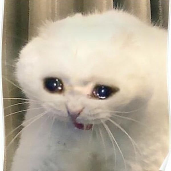 meme crying mèo