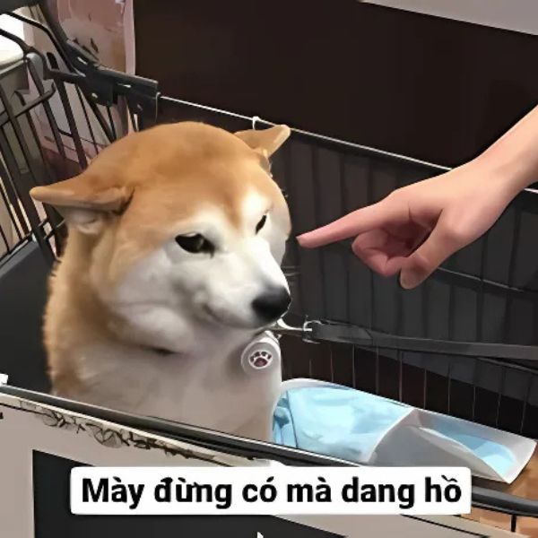 meme dog bị buồn