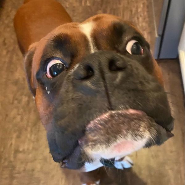 meme dog bựa nhất