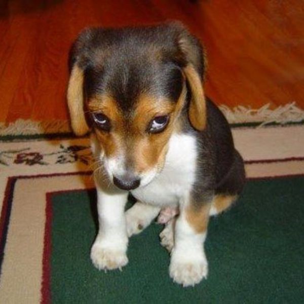 meme dog bựa nhây