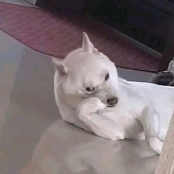 meme dog bựa