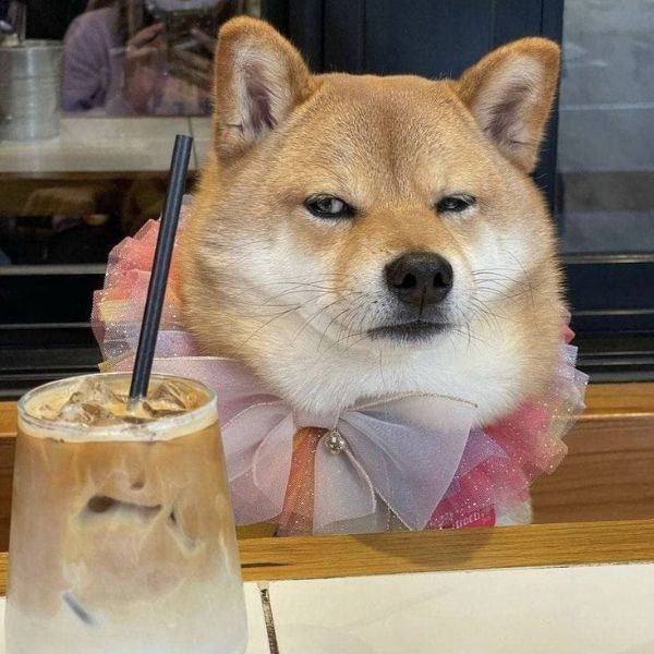meme dog chán