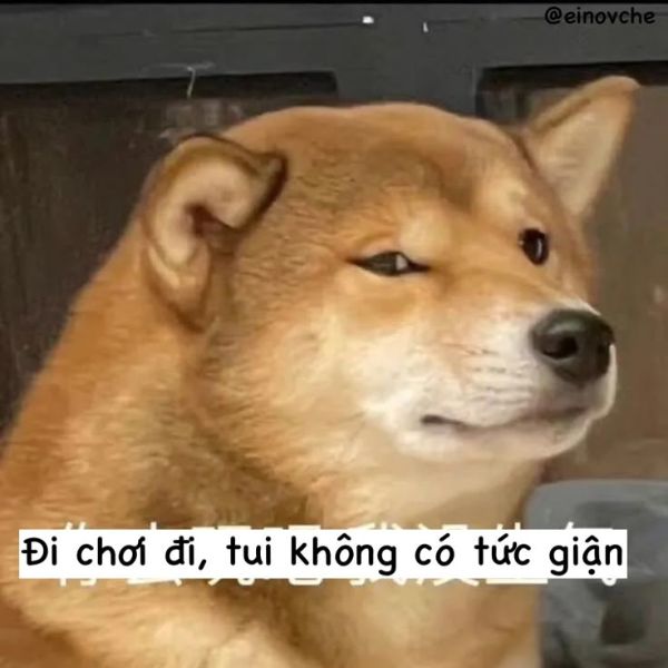 meme dog chế bựa cute