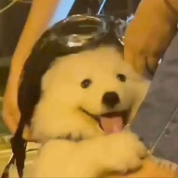 meme dog chế bựa hài hước