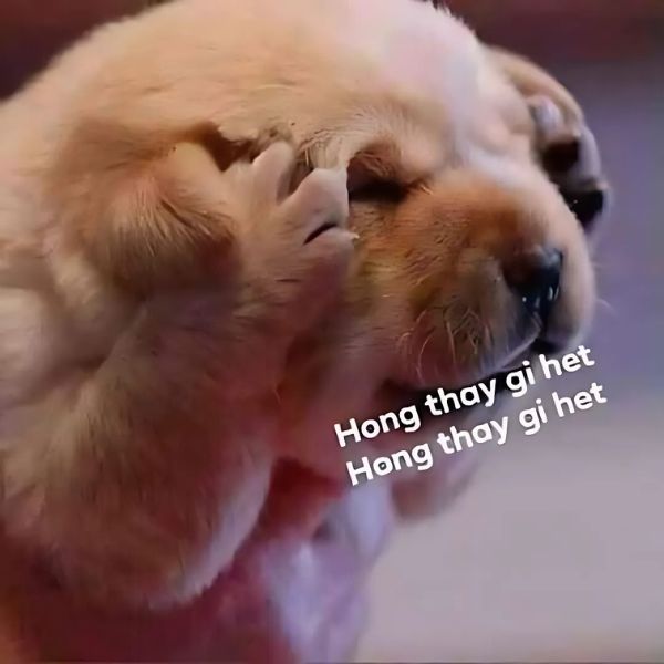 meme dog chế bựa hài
