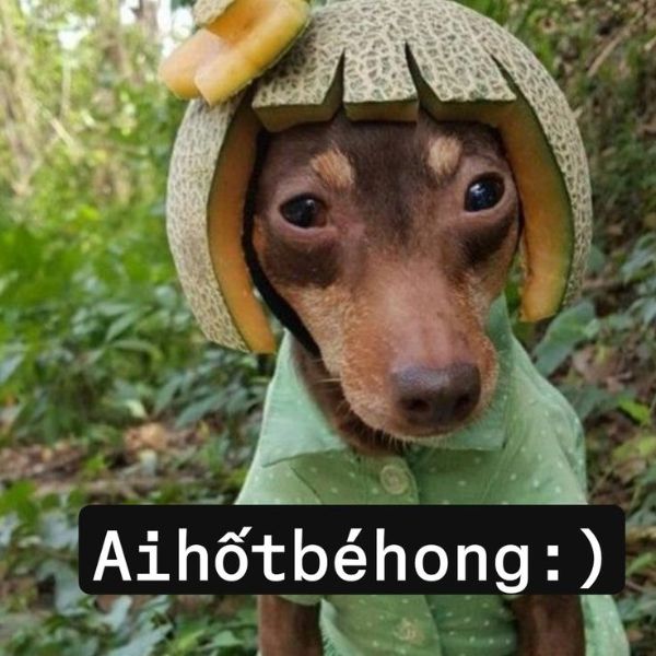 meme dog chế bựa