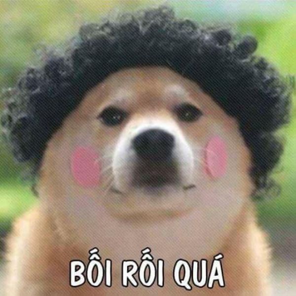 meme dog chế cute