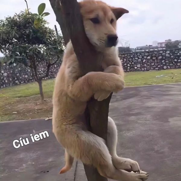 meme dog chế hài hước