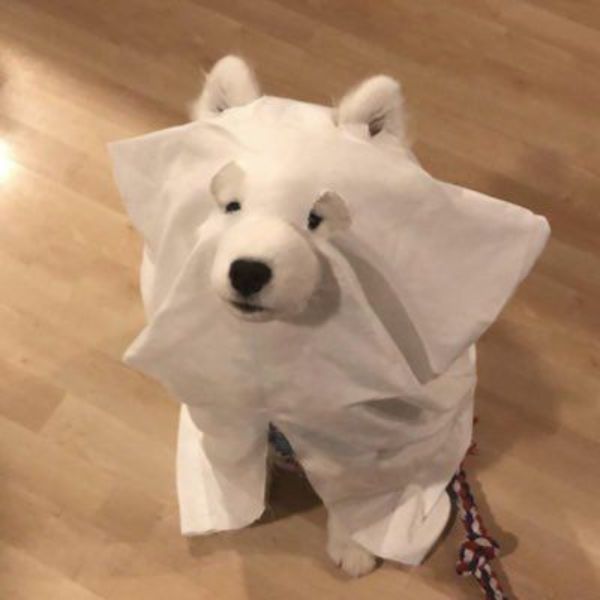 meme dog chế hài