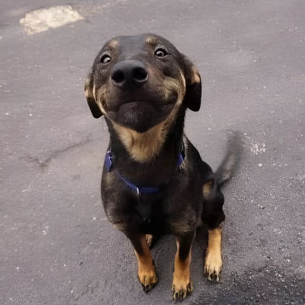 meme dog cute hài