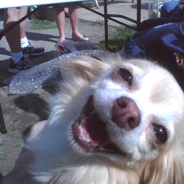 meme dog cute