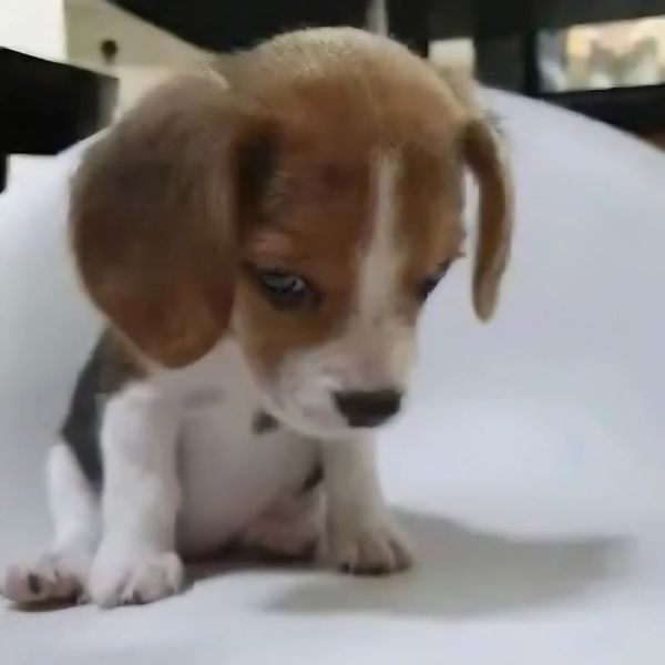 meme dog cuti