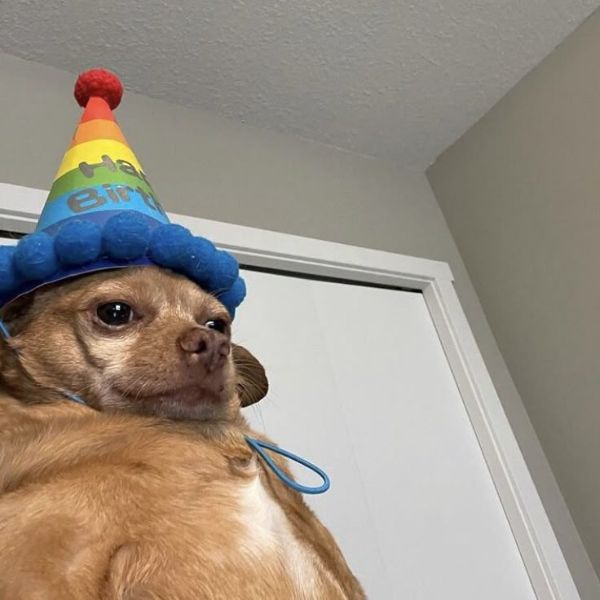 meme dog đáng yêu