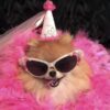 Tổng hợp 120+ hình ảnh meme dog hài hước và ấn tượng nhất