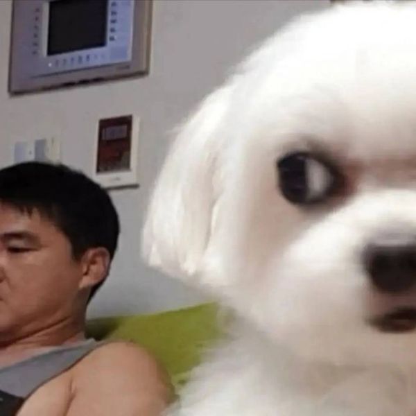 meme dog gato