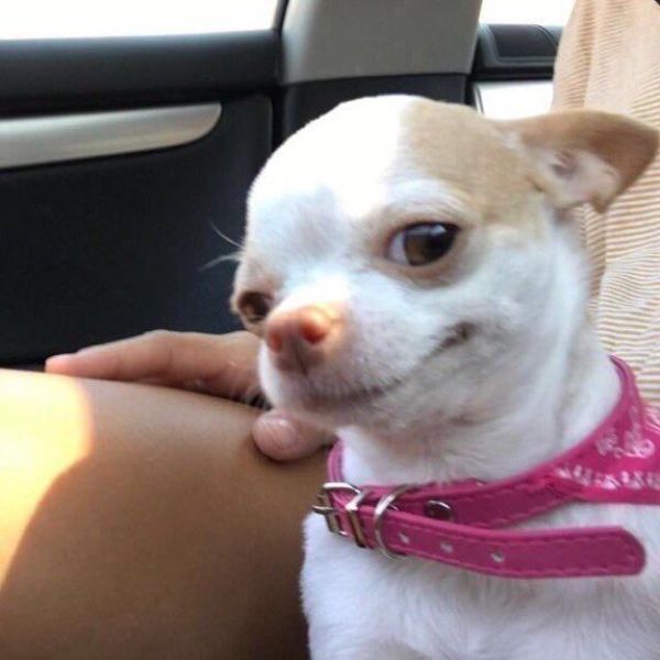 meme dog hài